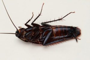 Close up of cockroach, with claws visible