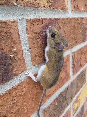 mouse climbing brick wall