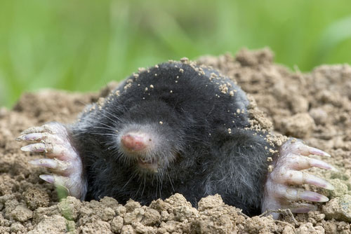 mole in the ground